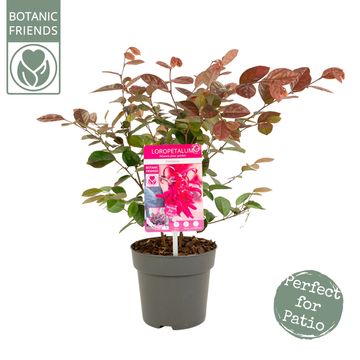 Loropetalum chinense 'Fire Dance'