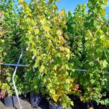 Acer rubrum 'October Glory'