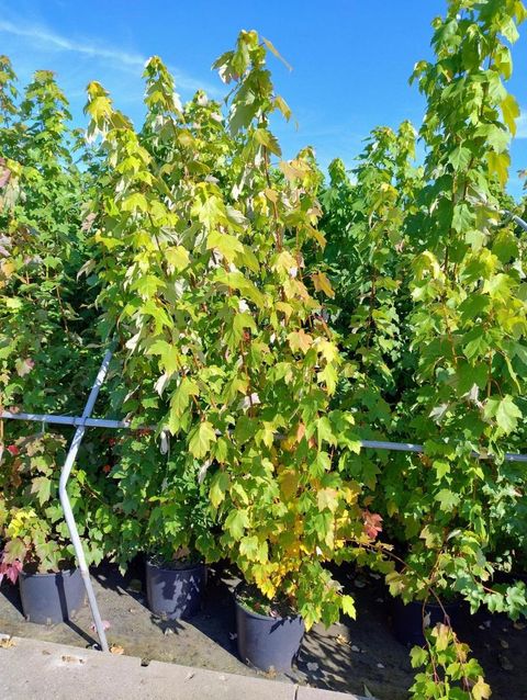 Acer rubrum 'October Glory'