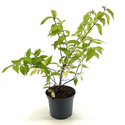 Deutzia RASPBERRY SUNDAE