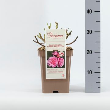 Rosa ROSENGRÄFIN MARIE HENRIETTE