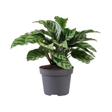 Calathea concinna 'Freddy'