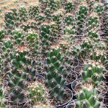 Mammillaria poselgeri