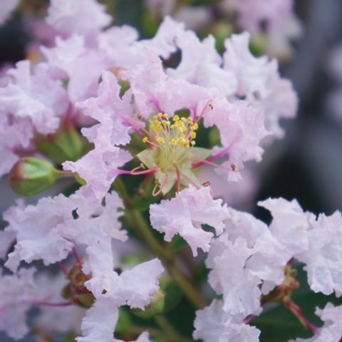 Lagerstroemia indica WITH LOVE BABE