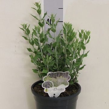 Perovskia atriplicifolia 'Little Spire'