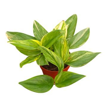 Scindapsus treubii TRICOLOR