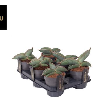 Sansevieria 'Almond Silver Sweet'