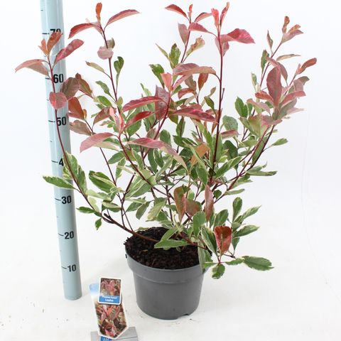 Photinia x fraseri LOUISE