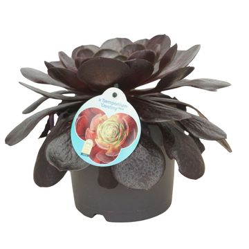 x Semponium 'Destiny'