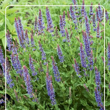 Salvia nemorosa 'Blauhügel'