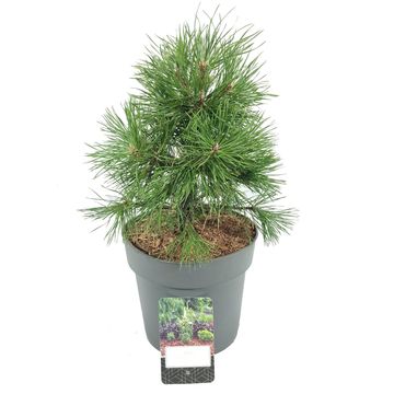 Pinus sylvestris 'Moseri'