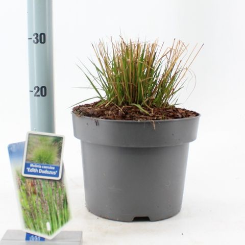 Molinia caerulea 'Edith Dudszus'