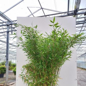 Fargesia murielae 'Jumbo'