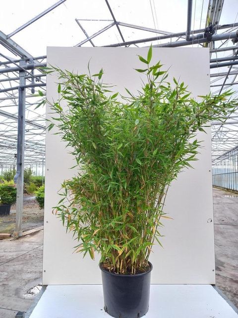 Fargesia murielae 'Jumbo'