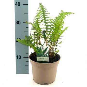 Dryopteris affinis 'Pinderi'
