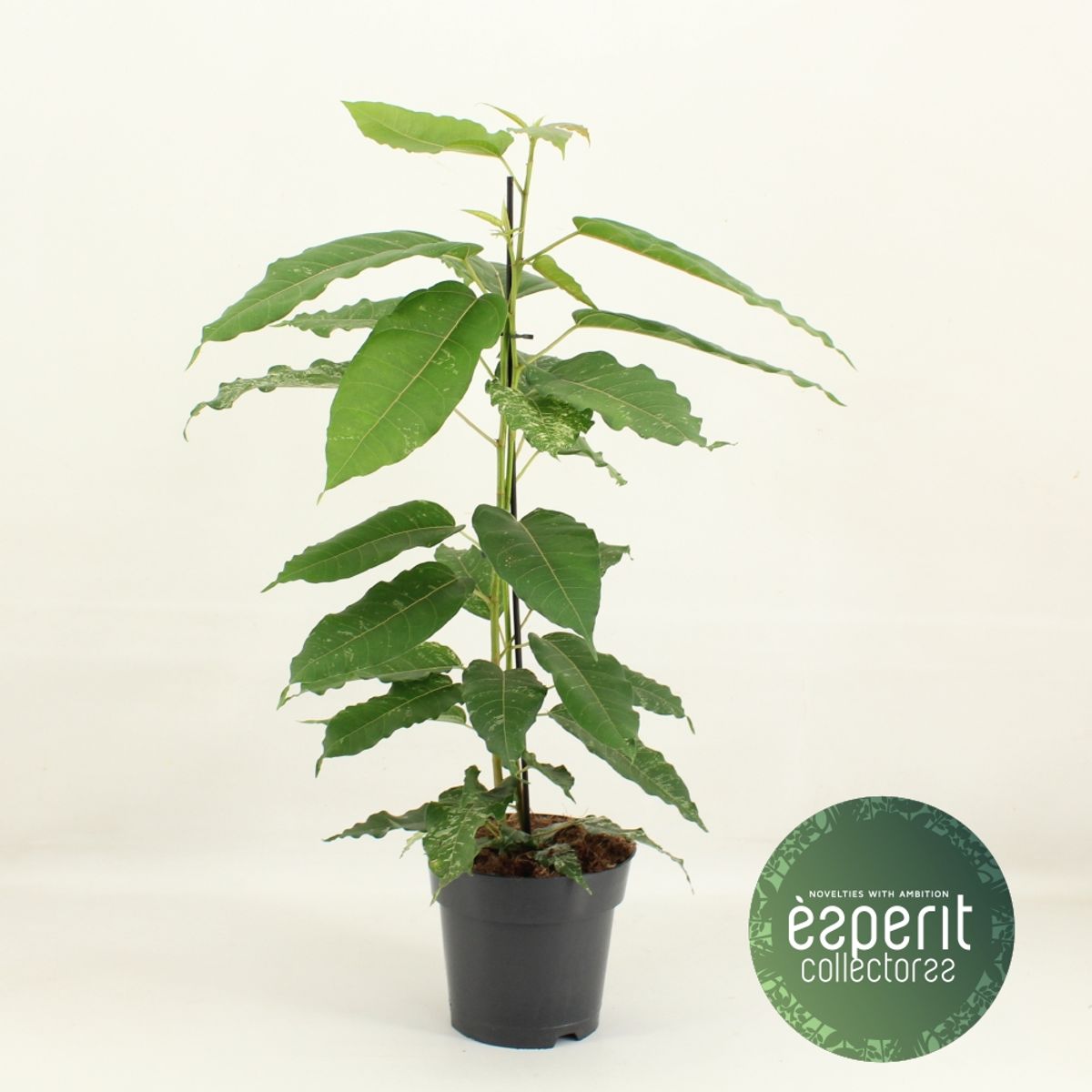 Ficus aspera 'Variegata'  Kasvien tukkumyynti FlorAccess