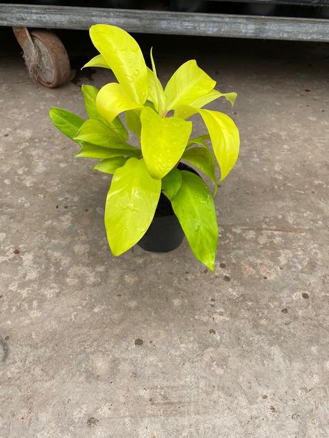 Philodendron 'Malay Gold'