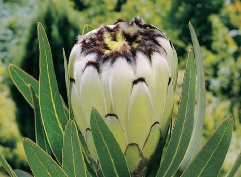Protea neriifolia 'Cream Mink'