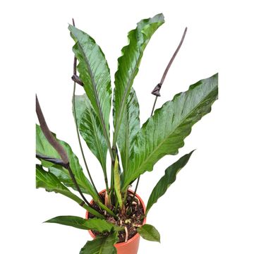 Anthurium hookeri BLACK