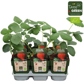 Fragaria x ananassa 'Ostara'