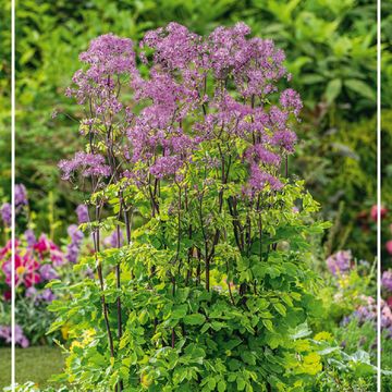 Thalictrum aquilegiifolium