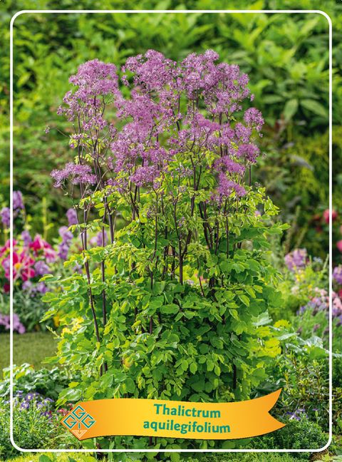 Thalictrum aquilegiifolium