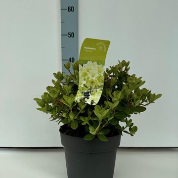 Rhododendron 'Shamrock'