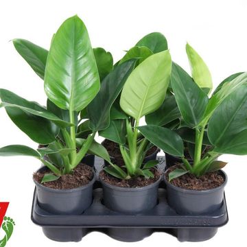Filodendro 'Imperial Green'