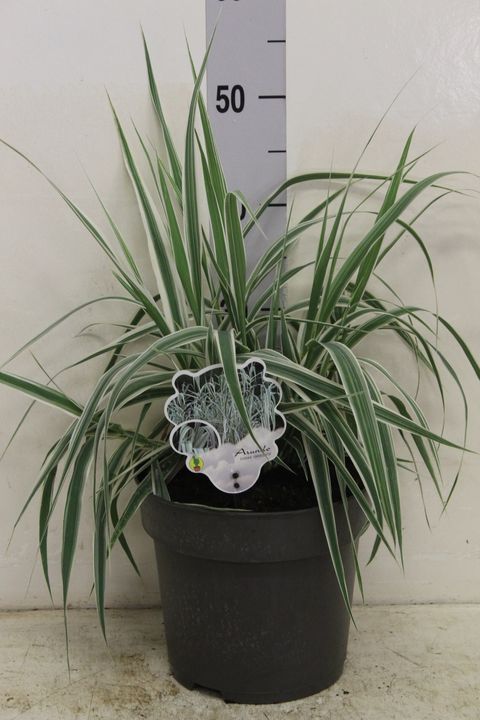 Arundo donax 'Variegata'