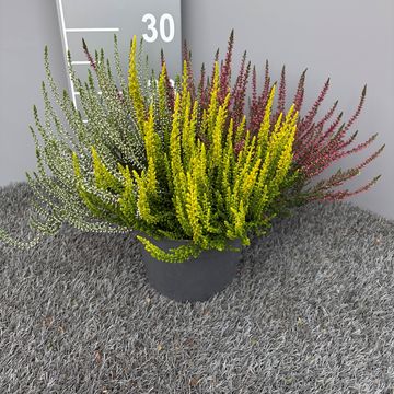 Calluna vulgaris GARDEN GIRLS MIX IN POT