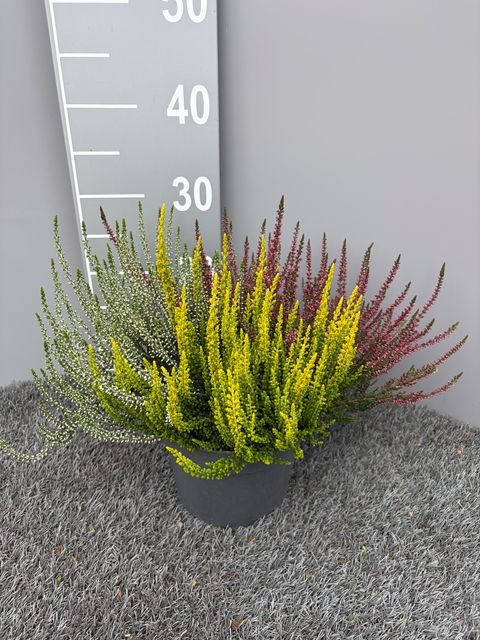 Calluna vulgaris GARDEN GIRLS MIX IN POT