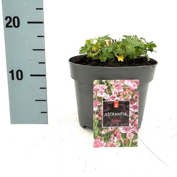 Astrantia major 'Roma'