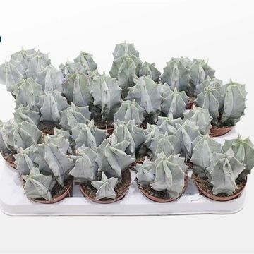 Ritterocereus pruinosus