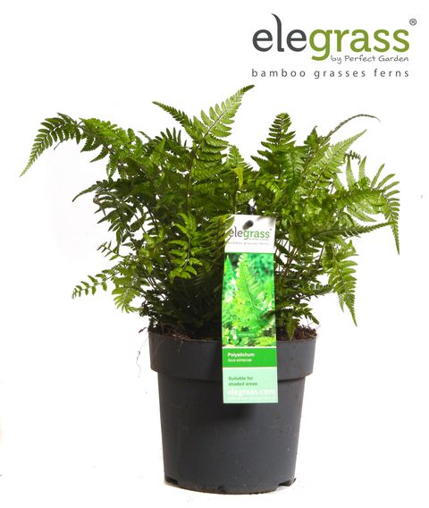 Polystichum tsus-simense