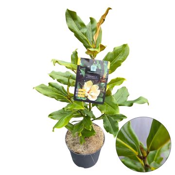 Magnolia grandiflora 'François Treyve'