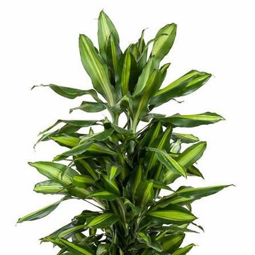 Dracaena fragrans CINTHO