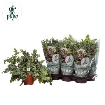 Phlebodium aureum DAVANA