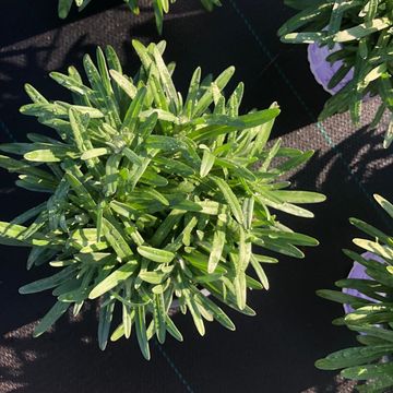 Leontopodium alpinum 'Matterhorn'