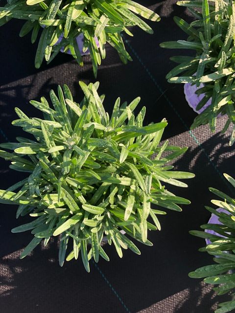 Leontopodium alpinum 'Matterhorn'