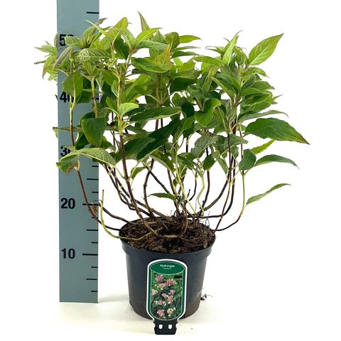 Hydrangea involucrata