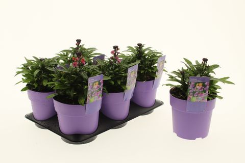 Erysimum LEYA PURPLE GLOW