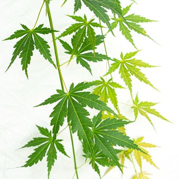 Acer palmatum CASCADE EMERALD