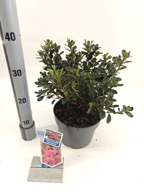 Rhododendron 'Kermesina' (AJ)