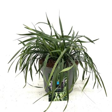 Liriope muscari 'Royal Purple'