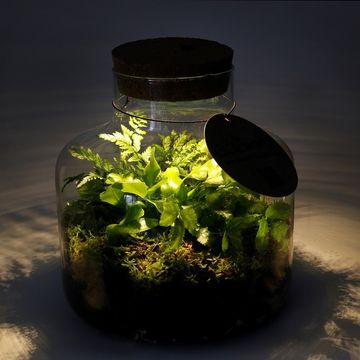 Аранжування Houseplants