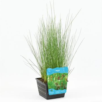 Juncus inflexus