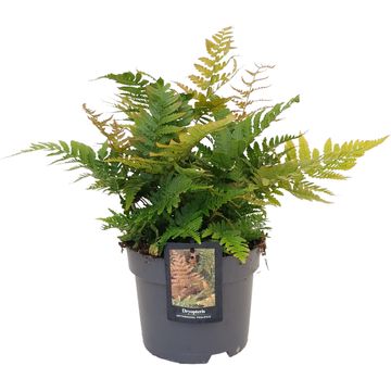 Dryopteris erythrosora prolifica