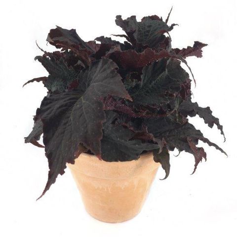 Begonia 'Royal Velour'