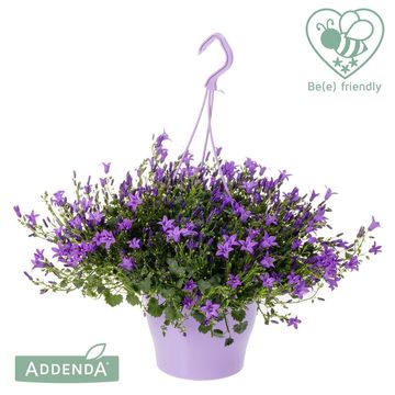 Campanula portenschlagiana AMBELLA PURPLE