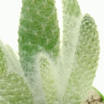 Opuntia engelmannii 'Boskowitz'